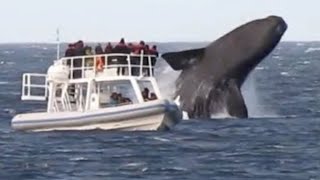 Huge Whales Swimming and Jumping Close To Boat