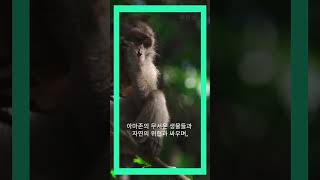 꼭읽십 - 방탄 정국이 좋아하는 책 중 하나인 도시의노래