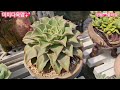 휴일날미미네옥상다육소식💗 인제가을향취가살짝나네요🌸23.8.27 korean succulents plants 💖