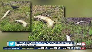 Mutilated gators found in Manatee County