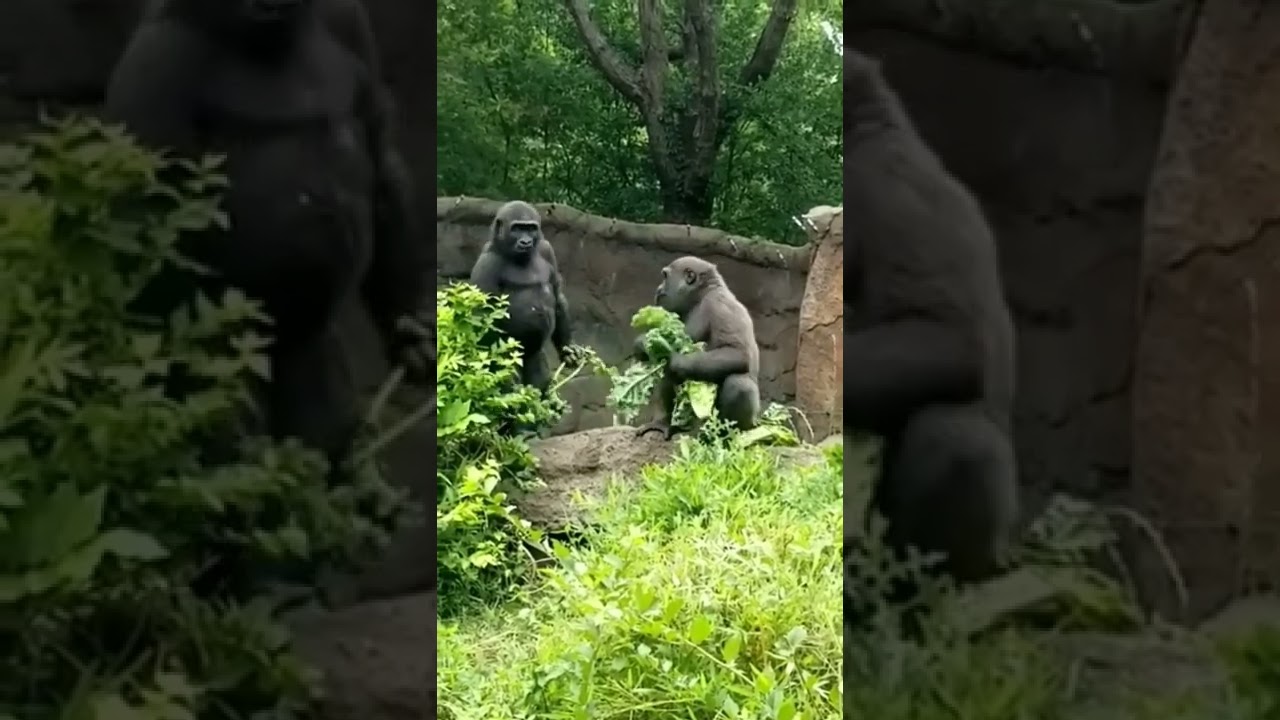 Gorilla Youtube