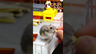 てち太の日記303　今日は「腸活生活 ハムちゃんぴゅーれ」から🐹💛今日もおやつをモリモリ食べます💛後半のフリーズはどうしてかな？💛 #ハムスター#癒し #pets #動物 #可愛い #Hamster