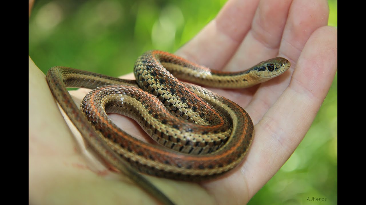 Northwestern Garter Snake | Reptiles Of BC - YouTube