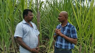 நீடித்த நிலையான கரும்பு சாகுபடி|அதிக மகசூல்|சொட்டு நீர் பாசனம்|குறைந்த பராமரிப்பு செலவு|பகுதி_ 1