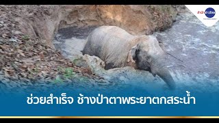 ช่วยช้างป่าตาพระยาตกสระน้ำในสวนยางพารา