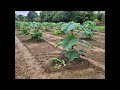 l arbre paulownia produit un bois résistant fort et léger www.arbrepaulownia.fr