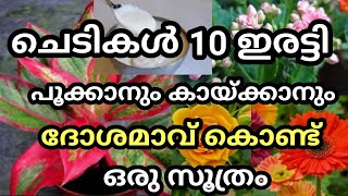 Dosa Batter Fertilizer / ചെടികൾ 10 ഇരട്ടി പൂക്കാനും കായ്ക്കാനും