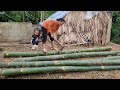 cutting bamboo trees to prepare for a new house construction project - ka single mom