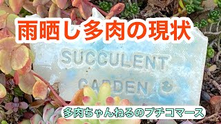 【多肉植物】雨晒しで育てている多肉達の現状【多肉花壇】