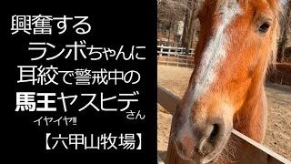 興奮気味のランボちゃんに耳しぼで警戒中の馬王さん【六甲山牧場】#shorts