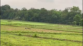 Chandrasekharapuram  - Peacock 🦚  in the paddy field !