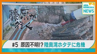 「藤原が行く」＃5　陸奥湾ホタテ　原因不明！？ 大量へい死と親貝不足