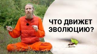 Противостояние сил | Что движет эволюцию?