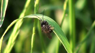 Black Long-horned Bee (Apidae: Melissodes bimaculata)