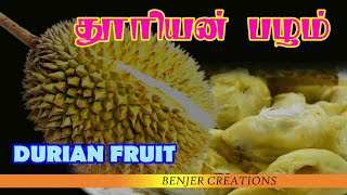 DURIAN FRUIT | DURIAN | துரியன் | துரியன் பழம் @benjercreations2632