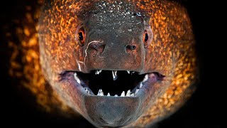 Moray eel is a terrible predator of the ocean. Moray vs shark!