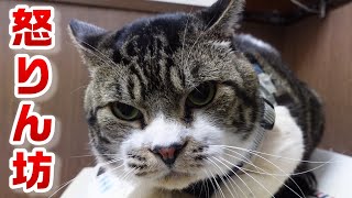 動物病院で激おこな猫☆診察室では何人たりとも触ることを許さないリキちゃん☆ふてニャンとの関係は・・？☆毎月恒例通院日【リキちゃんねる・猫動画】Cat video　キジ白猫のいる暮らし