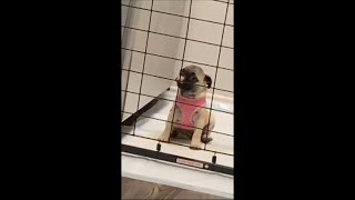 Adorable Dog Manages to Slowly Open Fridge Door