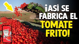 Cómo Se Fabrica El Tomate Frito? [Proceso En Fábrica]