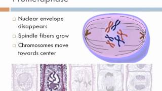 Biology 1, Lecture 12: Mitosis