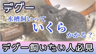 【デグー】水槽飼いの初期費用はかなり安い！飼うのに迷ったら見てみてください