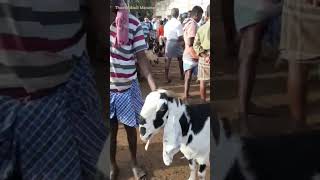 #எட்டயபுரம் ஆட்டுசந்தைக்கு வந்த அழகான 4 குட்டி ஆடு #Whites #Jamunapuri females goats💯 #Lowprices