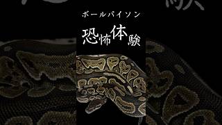 ボールパイソンのケージをあけたらゾッとした恐怖体験🤣 #ballpython #ペット #爬虫類 #アニマルエスチャンネル