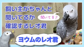 【ヨウムのレオ君】飼い主がちゃんと聞いてるか確認するレオ君