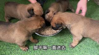 28天小马犬开始喂辅食，狗粮泡羊奶粉，吃得狼吞虎咽的