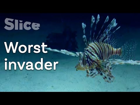 What adaptations does the lionfish possess that allowed it to become an invasive species?