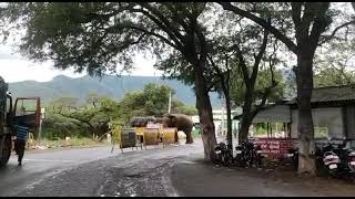 🔴 Elephant attacking vehicle at Bannari checkpost #animals #elephant #sathyamangalam #karnataka