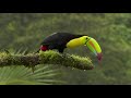 keel billed toucan