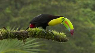 Keel-billed Toucan