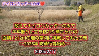 敢えてナイロンカッターのみで半年振りに立ち枯れた草だらけの面積1,212㎡の畑の草刈に挑戦してみたの巻〜2025年防草行為始め〜 #草刈 #刈払機 #ナイロンカッター #ナイロンコード #防草族