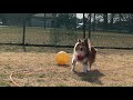 牧羊犬の本能が垣間見れたボール遊び。シェルティ　sheltie