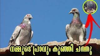 നമ്മുടെ പ്രവും കുഞ്ഞി ചത്തു  | My New Pigeons | Parava Video