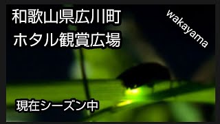 ホタル観賞広場　和歌山県有田郡広川町下津木に　行ってきた😀✨　　　