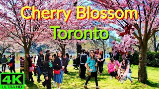 TORONTO CHERRY BLOSSOM FLOWERS HIGH PARK SPRING WALK TORONTO SAKURA BLOOM