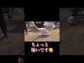 shorts 志高湖の白鳥に