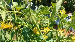 సాహో టమాటో పంట ఊహించిన విధంగా పూత #tomato #farming