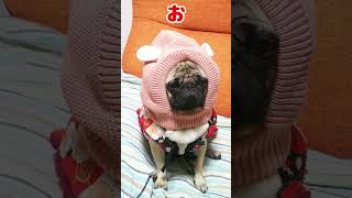 あけまして2023#shorts #パグ #pug #dog #犬のいる暮らし #日常 #퍼그