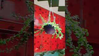 How to make hanging basket | Jade plant hanging basket