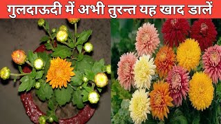 गुलदाऊदी पर अधिक फूल पाने के लिए अभी करें यह जरूरी काम | Guldaudi / Chrysanthemum plant care