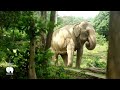 discover samui elephant haven a sanctuary for gentle giants kohtour.com