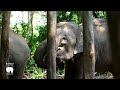 discover samui elephant haven a sanctuary for gentle giants kohtour.com