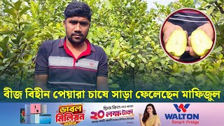 বীজ বিহীন পেয়ারা চাষ করে সাড়া ফেলেছেন নাটোরের মাফিজুল | Bangla News | Dhaka Post