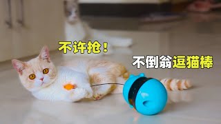 不倒翁自动逗猫棒，为了玩5只猫差点打起来！猫：解闷神器！