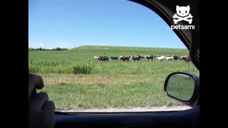 Man uses PA system to herd cattle