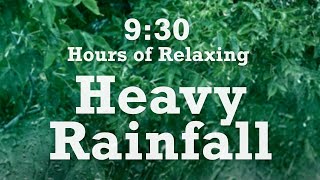 Heavy Rainfall on Forest Trees - 9:30 Hours of Relaxing Rain Sounds for Sleep \u0026 Focus #rainsounds