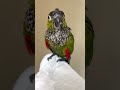 Cute Conure parrot loves to dry off by the window after her bath 🛀